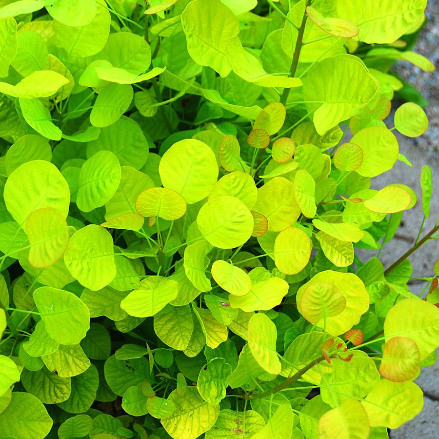 Cotinus Coggygria Golden Spirit - View 4 from www redcrocus com