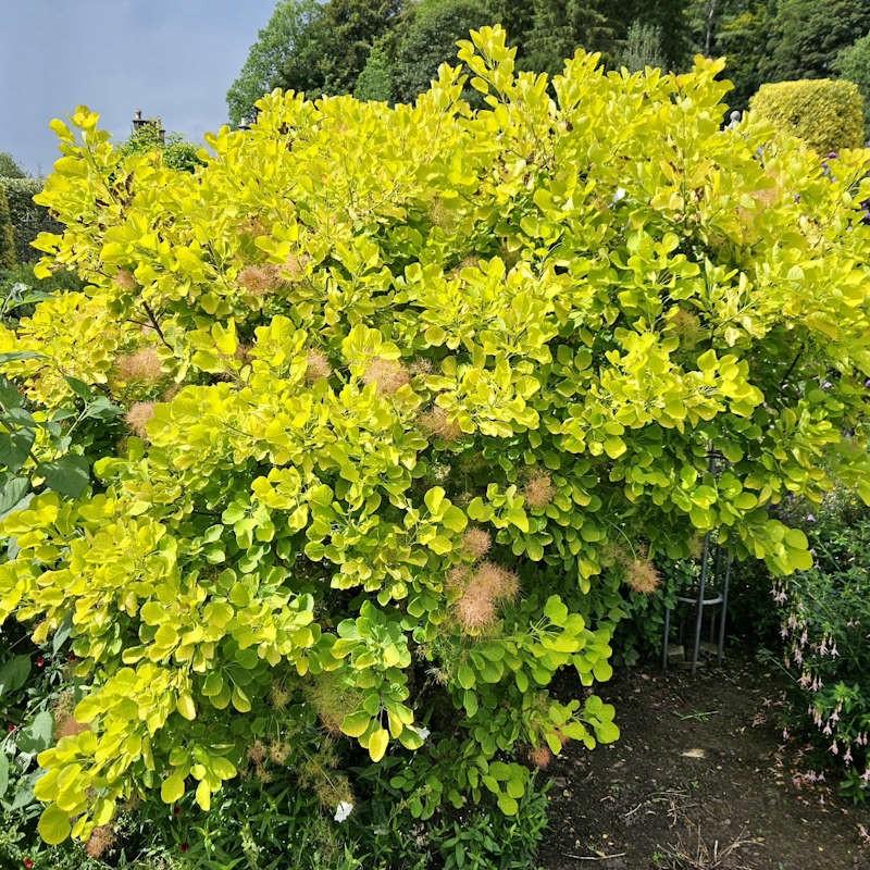 Cotinus Coggygria Golden Spirit - View 6 from www redcrocus com