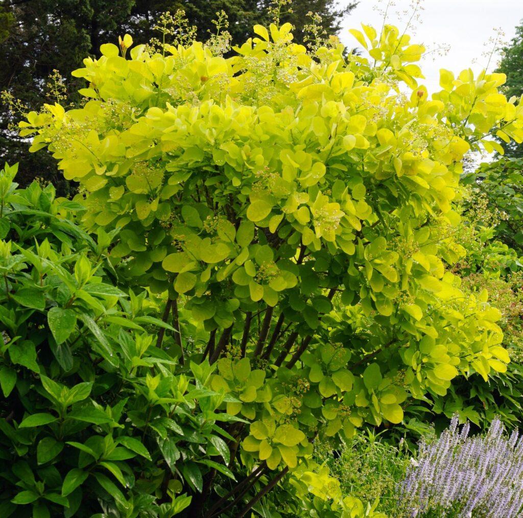 Cotinus Coggygria Golden Spirit - View 7 from www redcrocus com