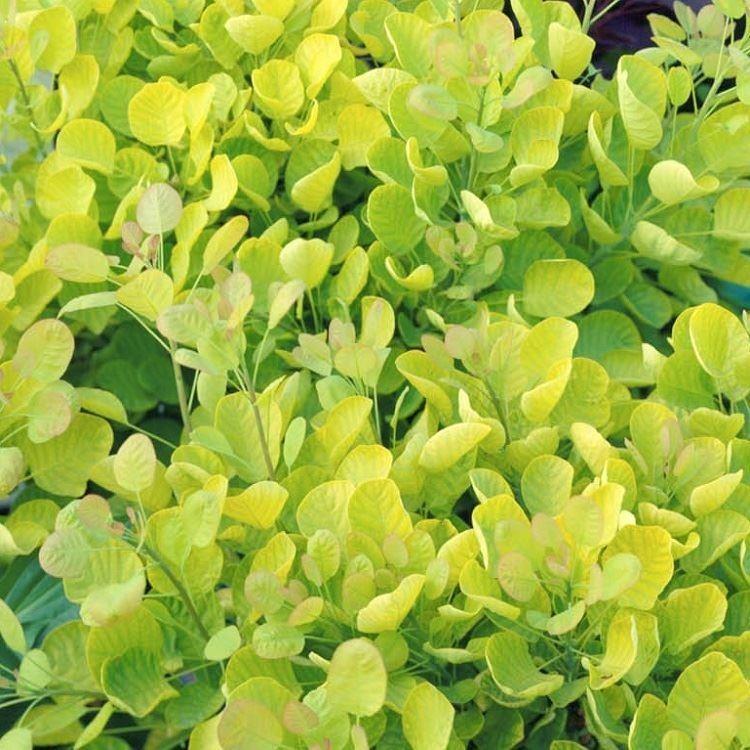 Cotinus Coggygria Golden Spirit - View 8 from www redcrocus com
