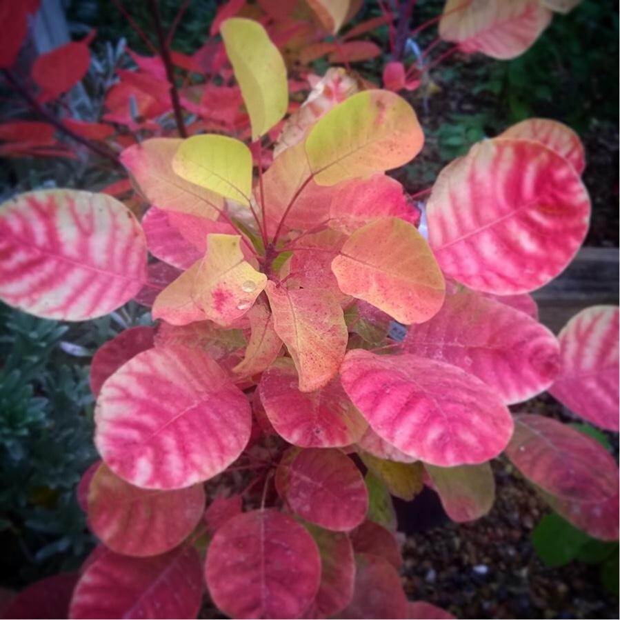 Cotinus Coggygria Golden Spirit - View 9 from www redcrocus com