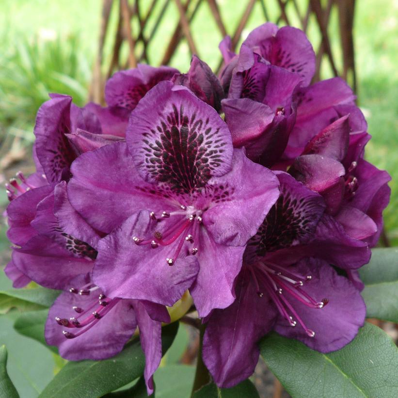 Rhododendron Lee S Dark Purple - View 2 from www redcrocus com