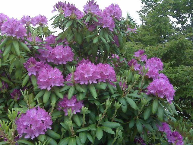 Rhododendron Lee S Dark Purple - View 3 from www redcrocus com