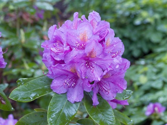 Rhododendron Lee S Dark Purple - View 7 from www redcrocus com