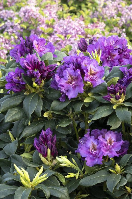 Rhododendron 'lee's Dark Purple' - View 1 from www redcrocus com