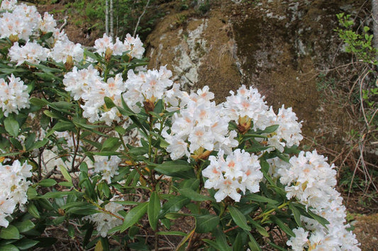 Rhododendron Multimaculatum - View 11 from www redcrocus com