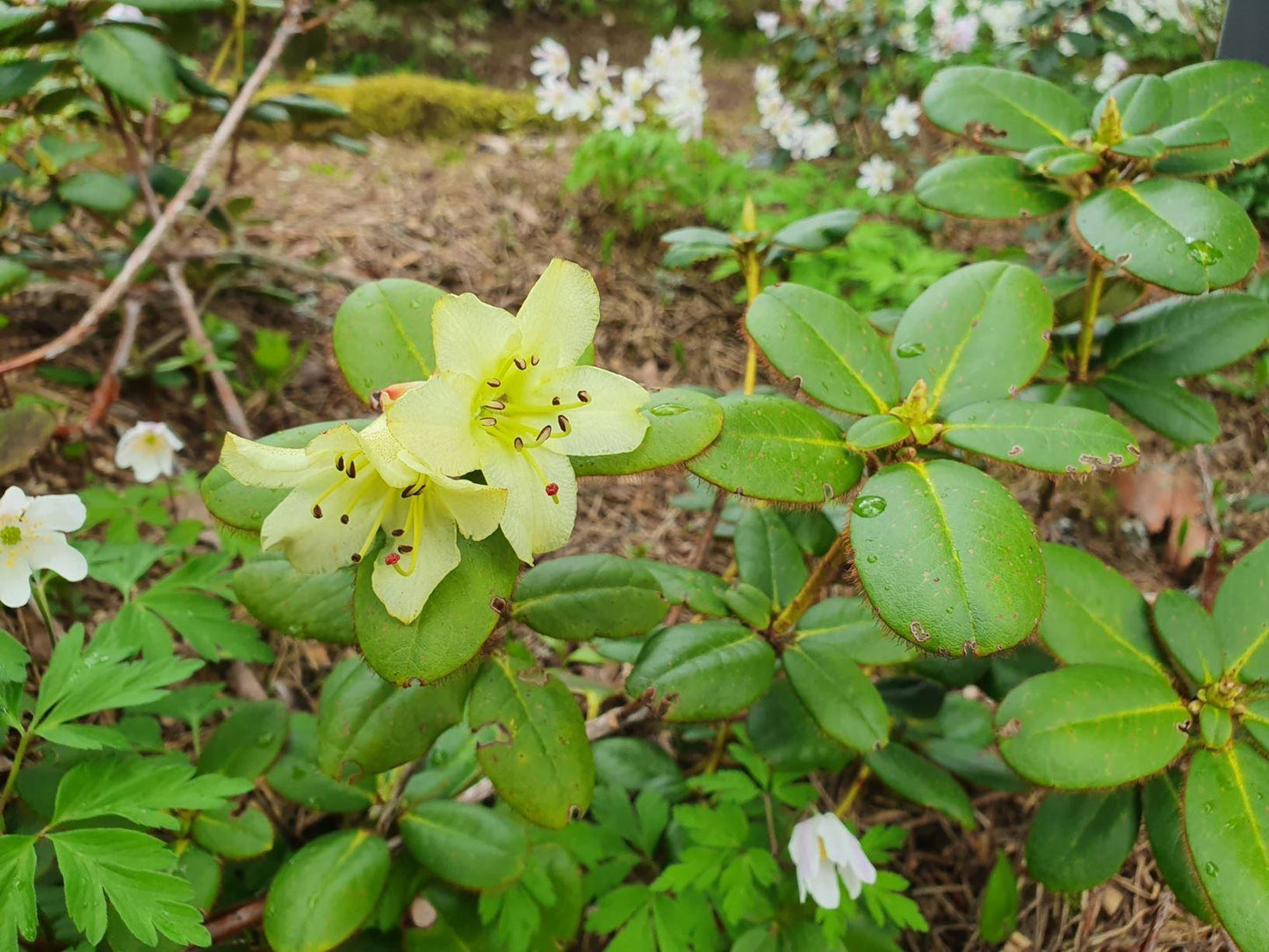 Rhododendron Multimaculatum - View 17 from www redcrocus com