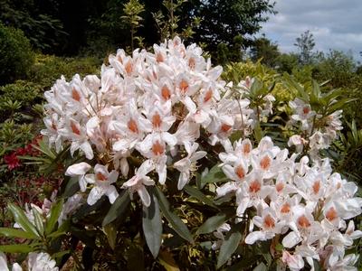 Rhododendron Multimaculatum - View 1 from www redcrocus com