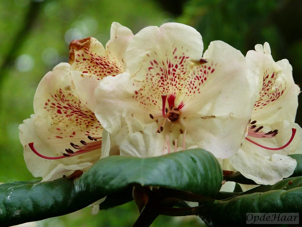 Rhododendron Multimaculatum - View 21 from www redcrocus com