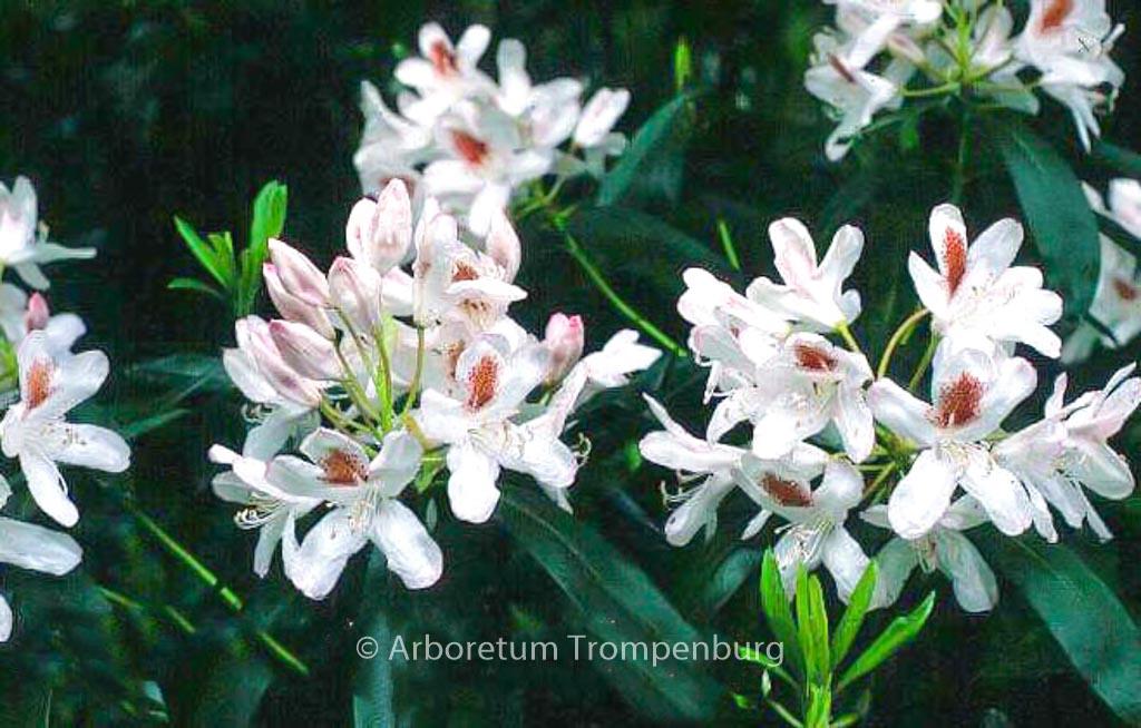 Rhododendron Multimaculatum - View 4 from www redcrocus com