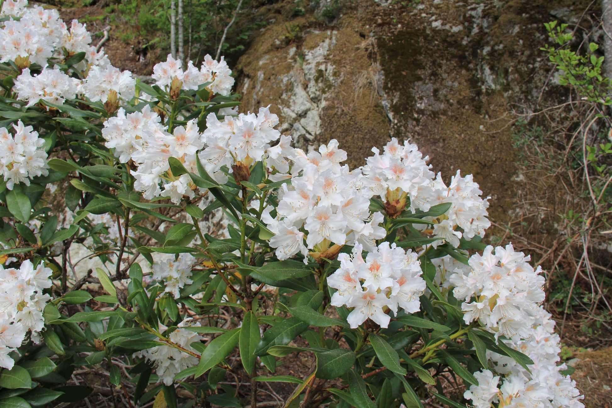 Rhododendron Multimaculatum - View 6 from www redcrocus com