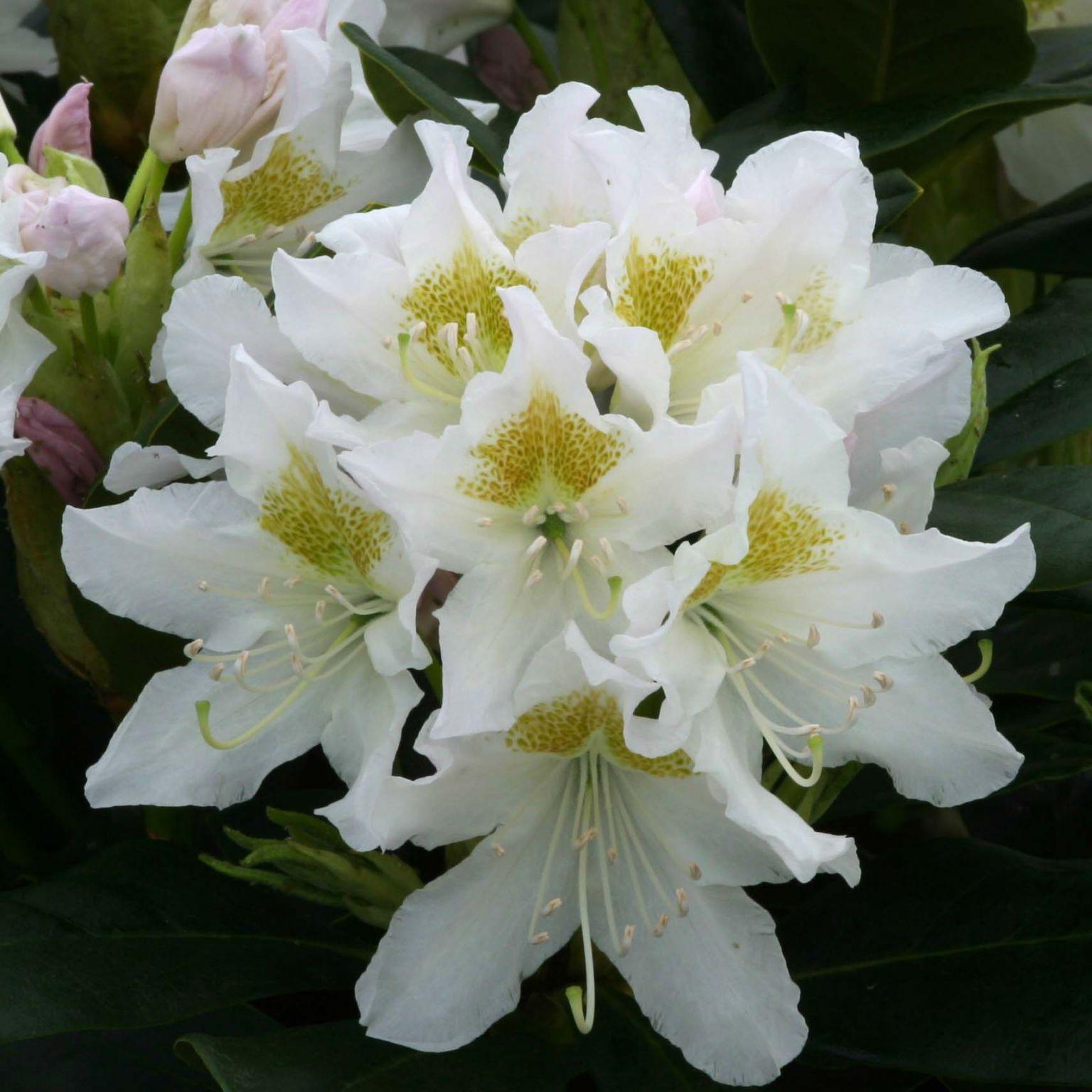 Rhododendron Cunningham S White - View 10 from www redcrocus com