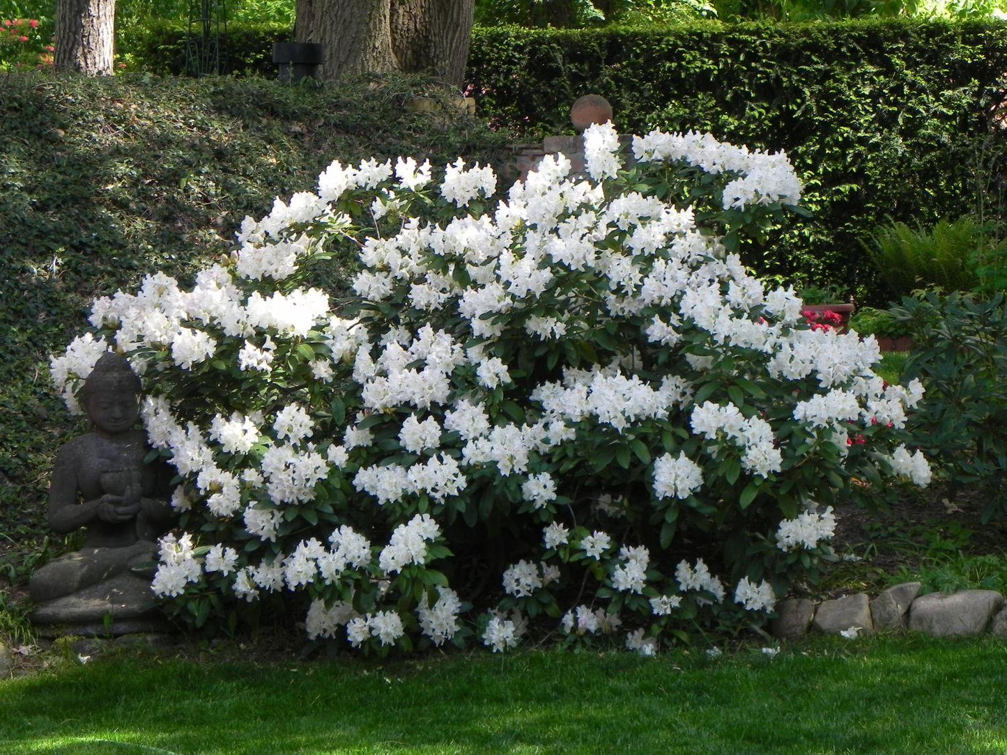 Rhododendron Cunningham S White - View 2 from www redcrocus com