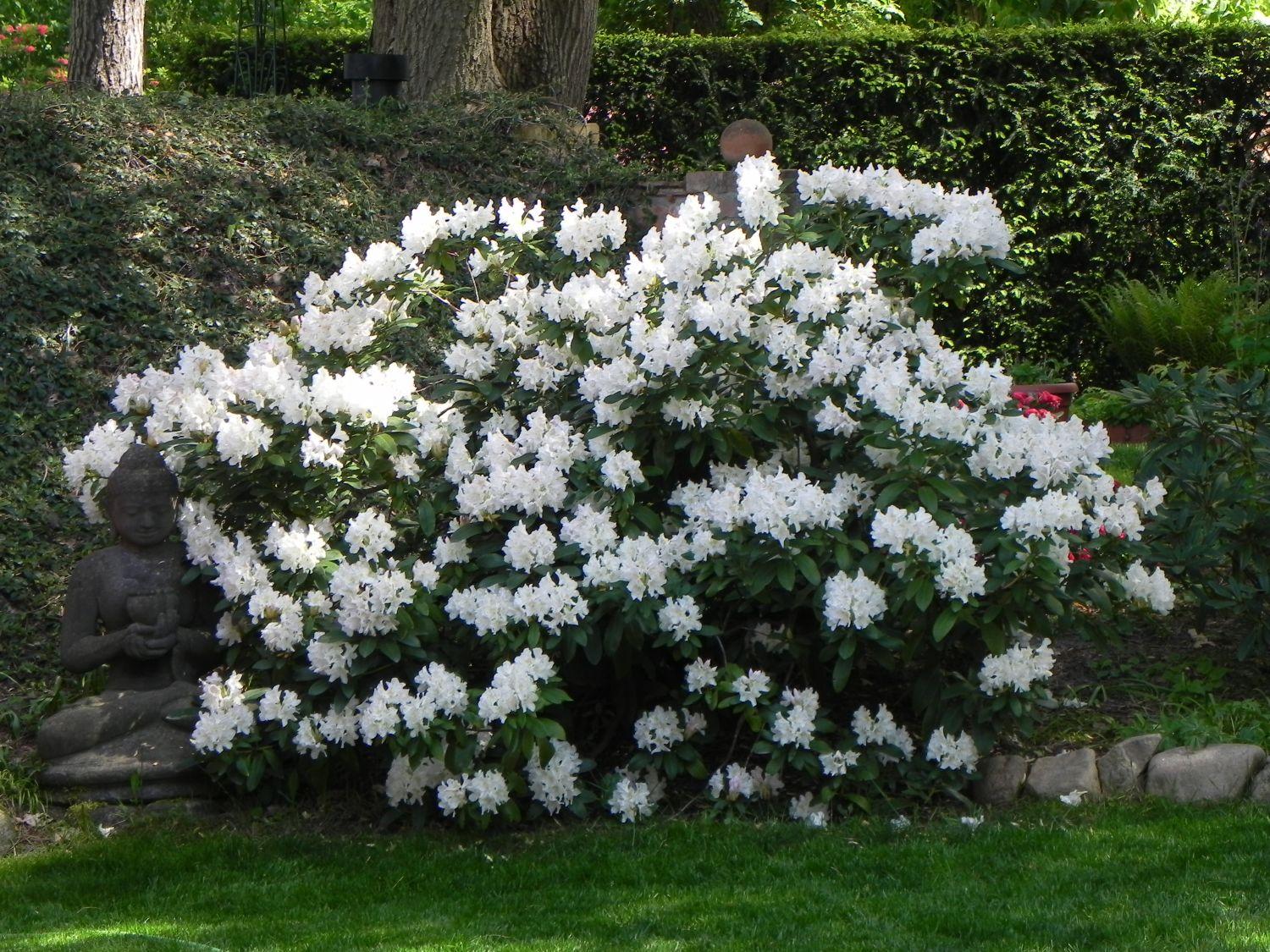Rhododendron Cunningham S White - View 2 from www redcrocus com