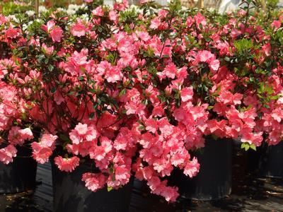 Azalea Blaauw S Pink - View 6 from www redcrocus com