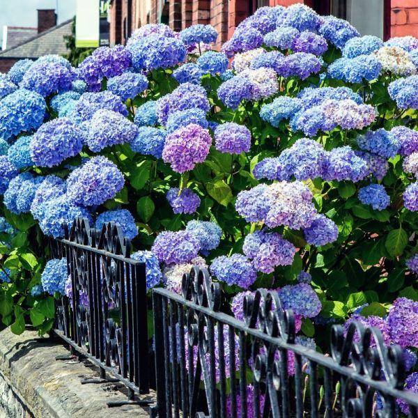 Hydrangea Macrophylla 'all Summer Beauty' - View 12 from www redcrocus com