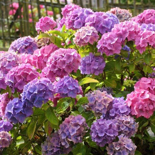 Hydrangea Macrophylla 'all Summer Beauty' - View 22 from www redcrocus com