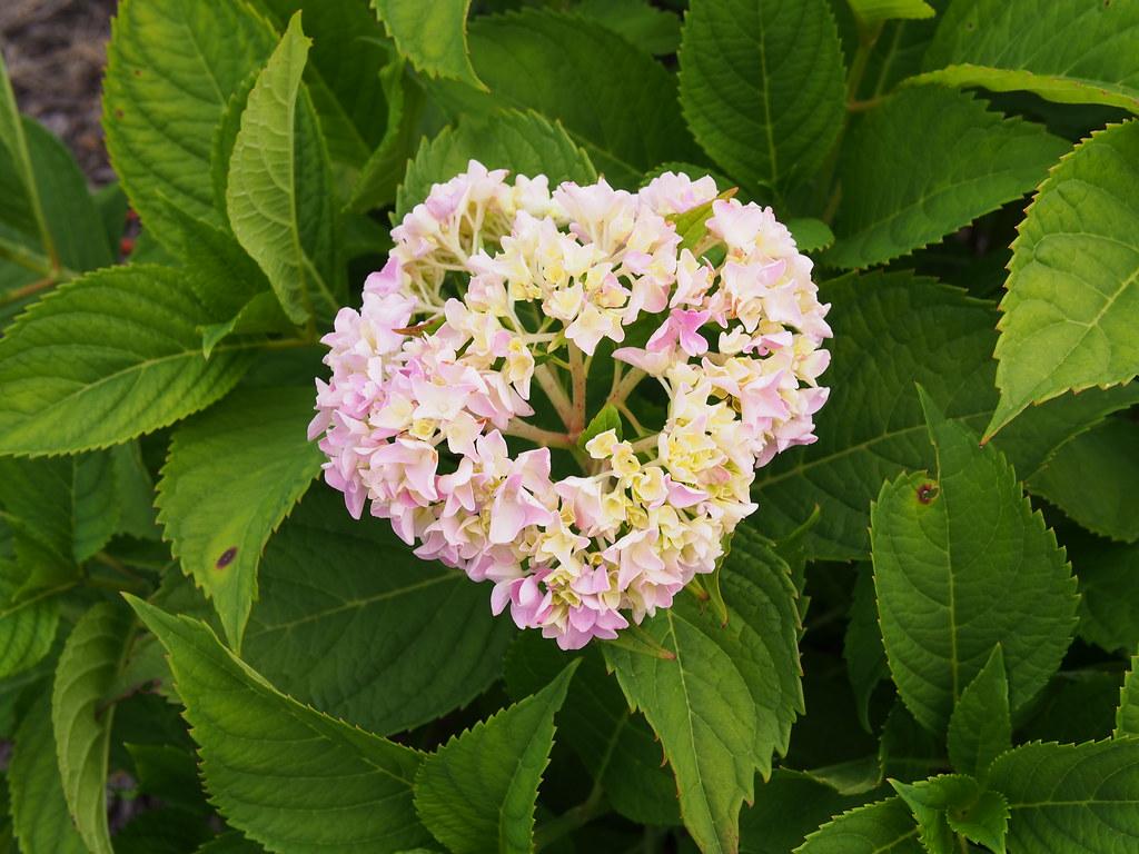 Hydrangea Macrophylla 'all Summer Beauty' - View 29 from www redcrocus com