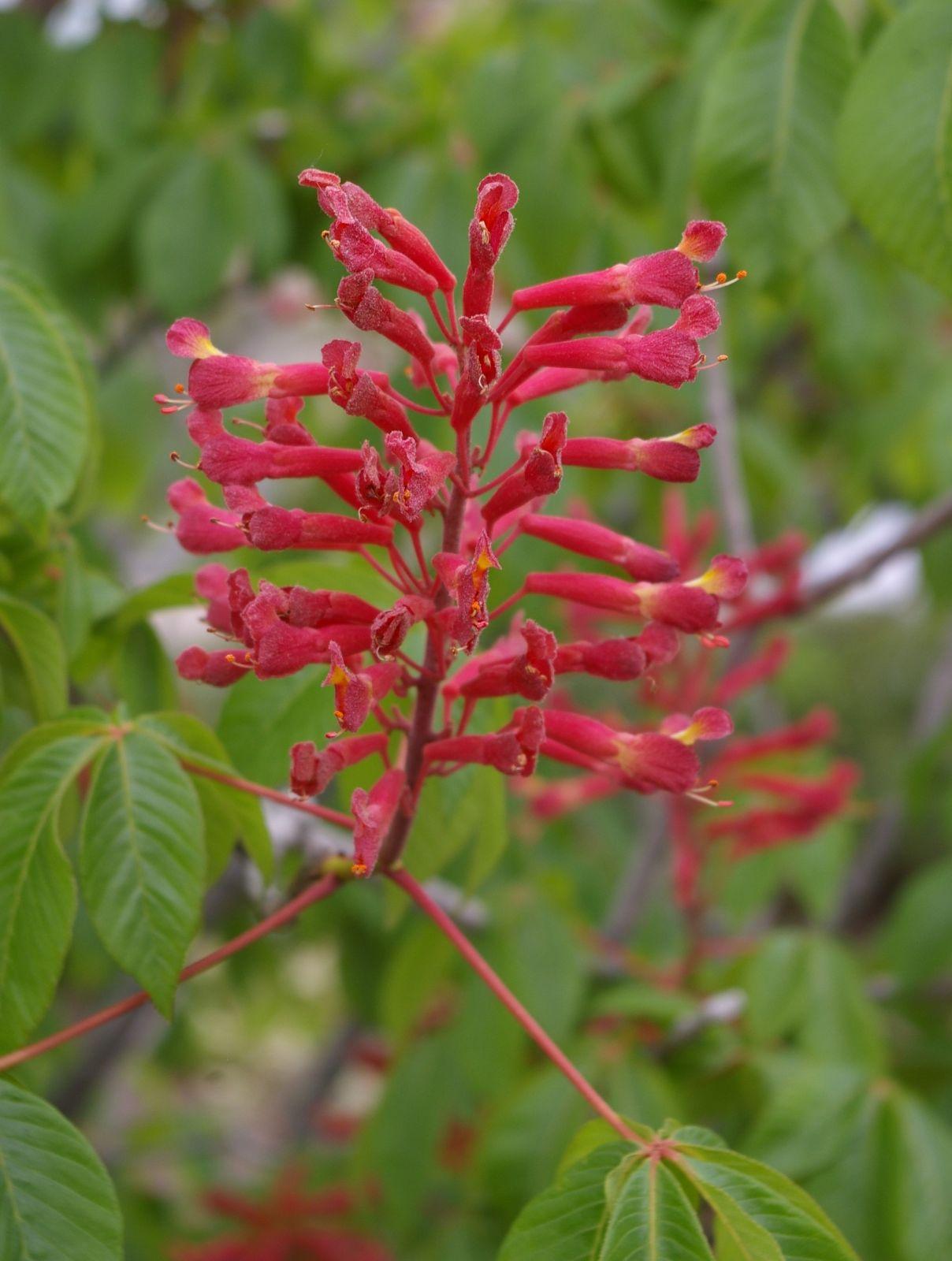 Aesculus Pavia - View 11 from www redcrocus com