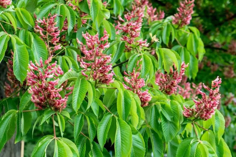 Aesculus Pavia - View 13 from www redcrocus com