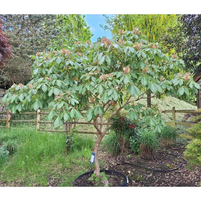 Aesculus Pavia - View 14 from www redcrocus com