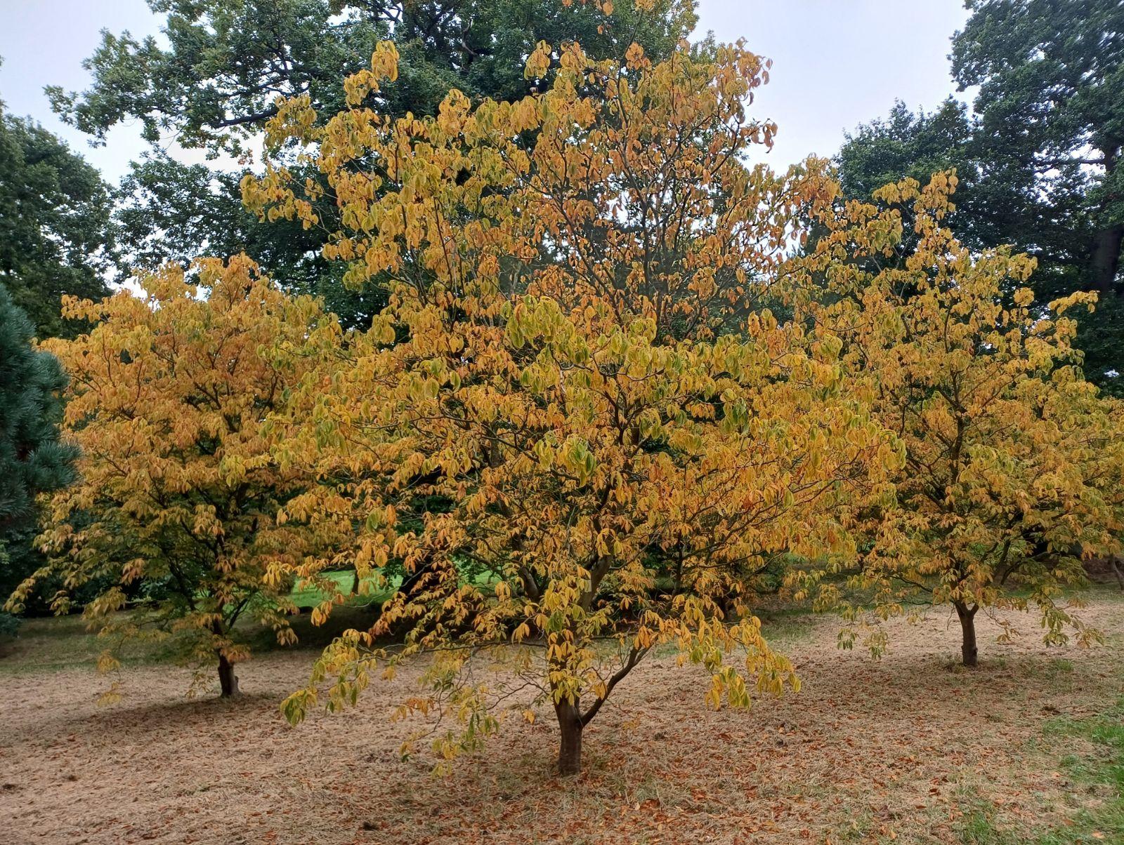 Aesculus Pavia - View 15 from www redcrocus com
