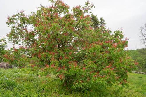 Aesculus Pavia - View 16 from www redcrocus com