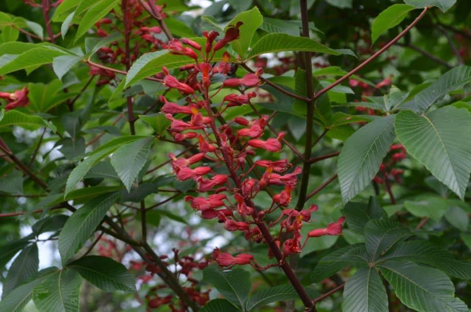 Aesculus Pavia - View 18 from www redcrocus com
