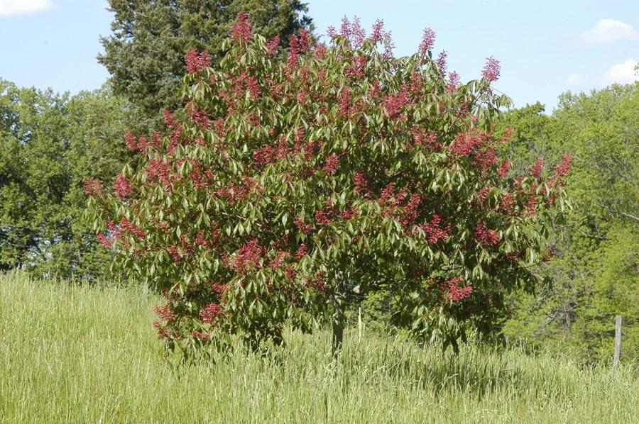 Aesculus Pavia - View 1 from www redcrocus com