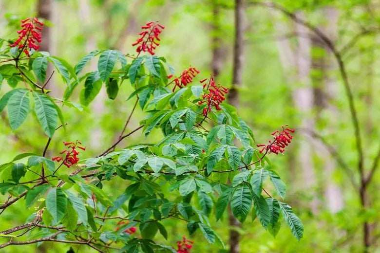 Aesculus Pavia - View 20 from www redcrocus com