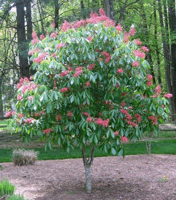 Aesculus Pavia - View 21 from www redcrocus com