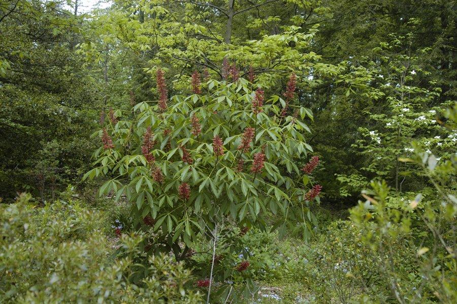 Aesculus Pavia - View 23 from www redcrocus com