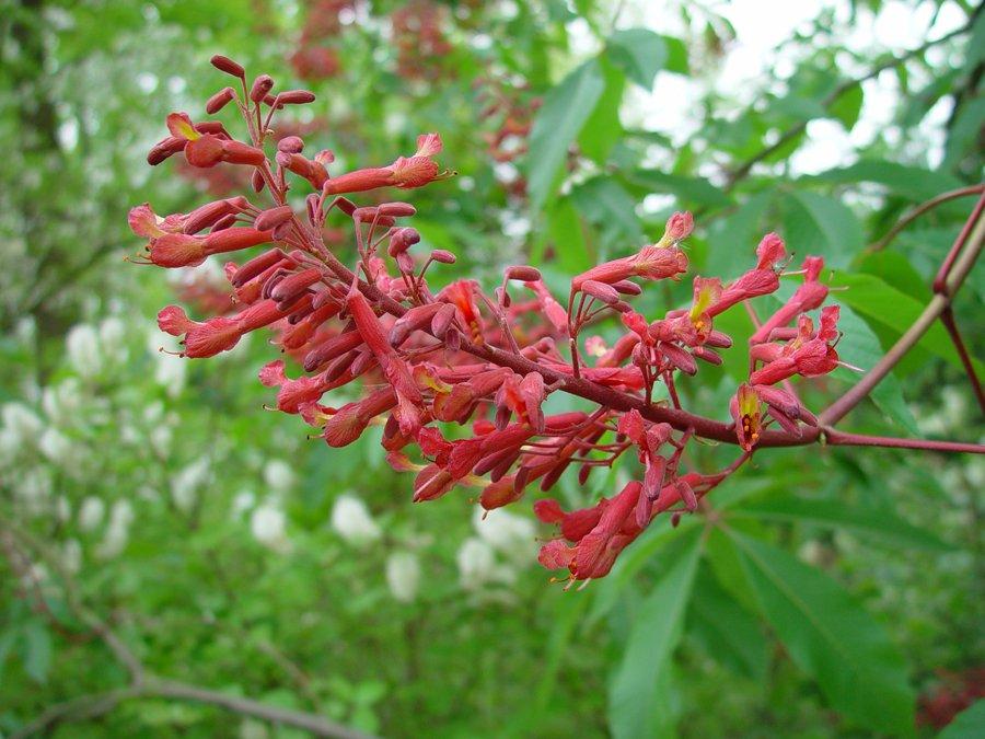 Aesculus Pavia - View 24 from www redcrocus com