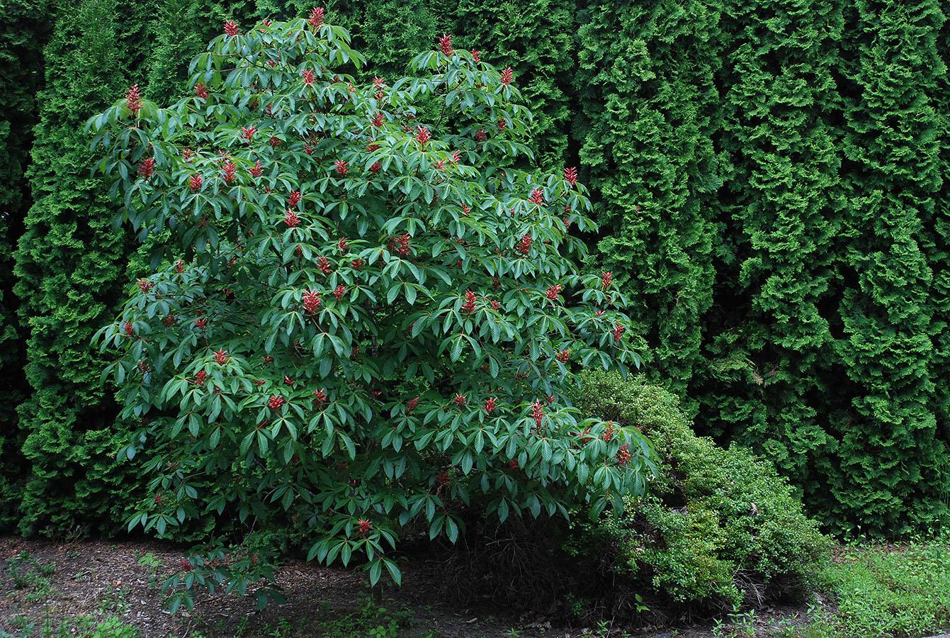 Aesculus Pavia - View 25 from www redcrocus com