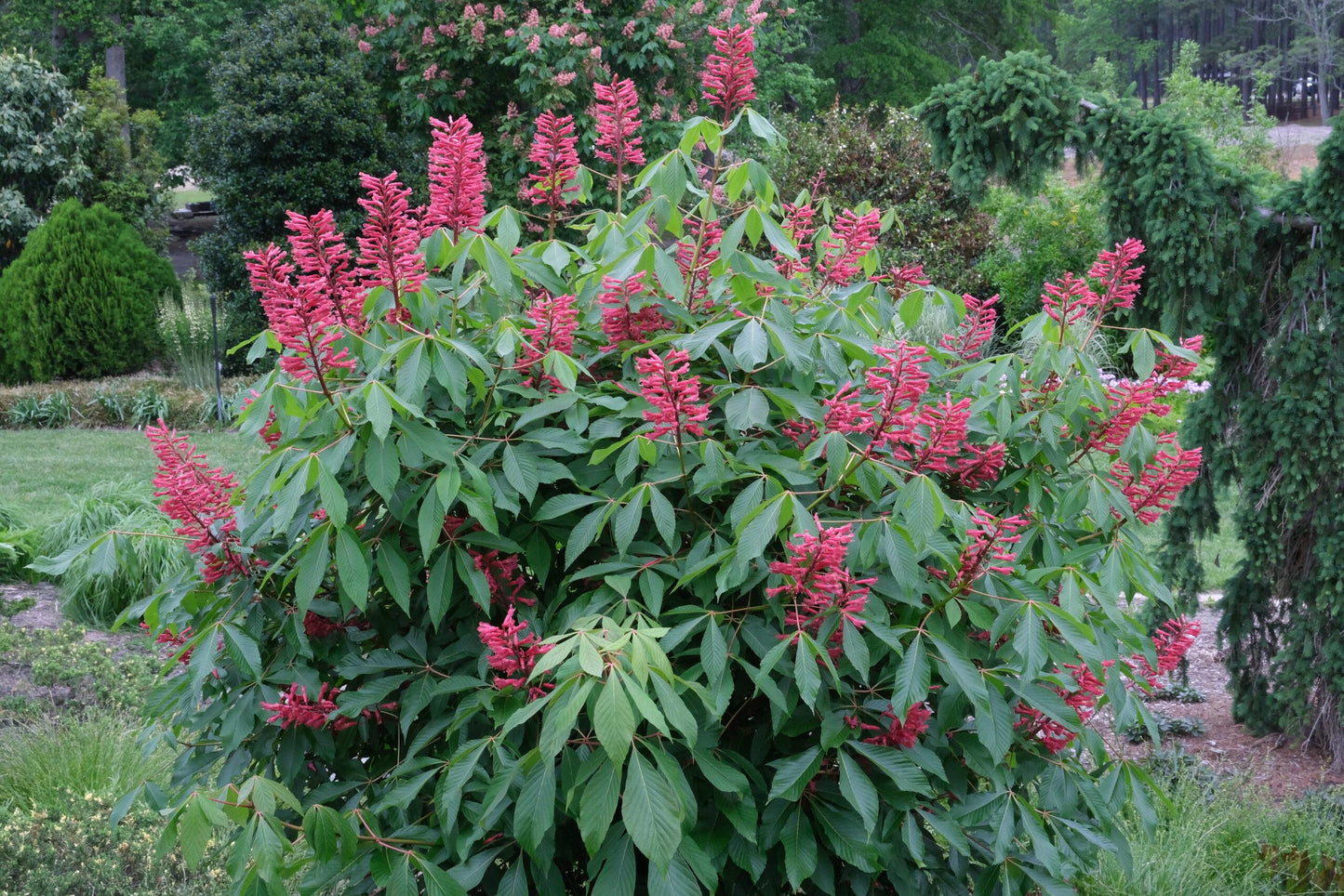 Aesculus Pavia - View 27 from www redcrocus com