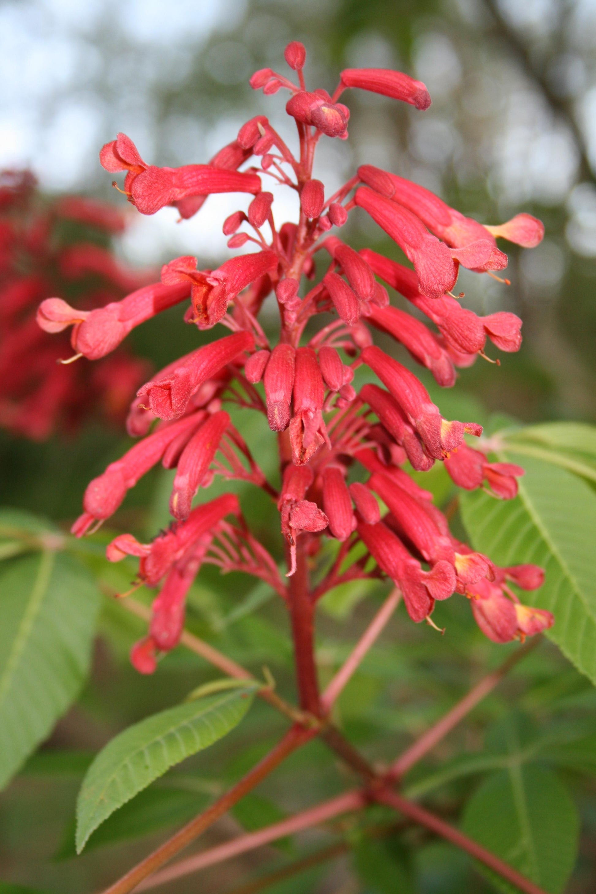 Aesculus Pavia - View 29 from www redcrocus com