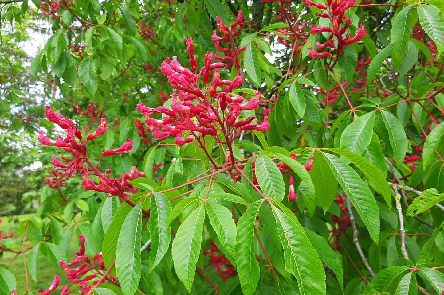 Aesculus Pavia - View 2 from www redcrocus com