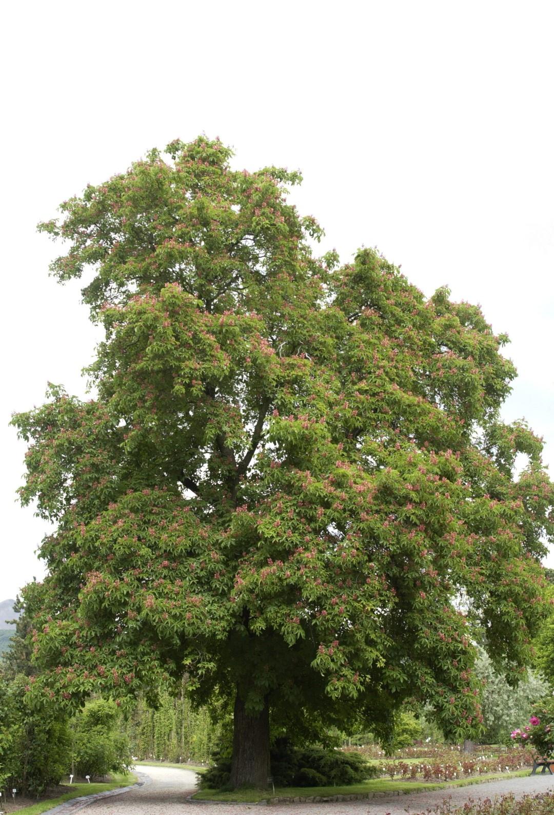 Aesculus Pavia - View 30 from www redcrocus com