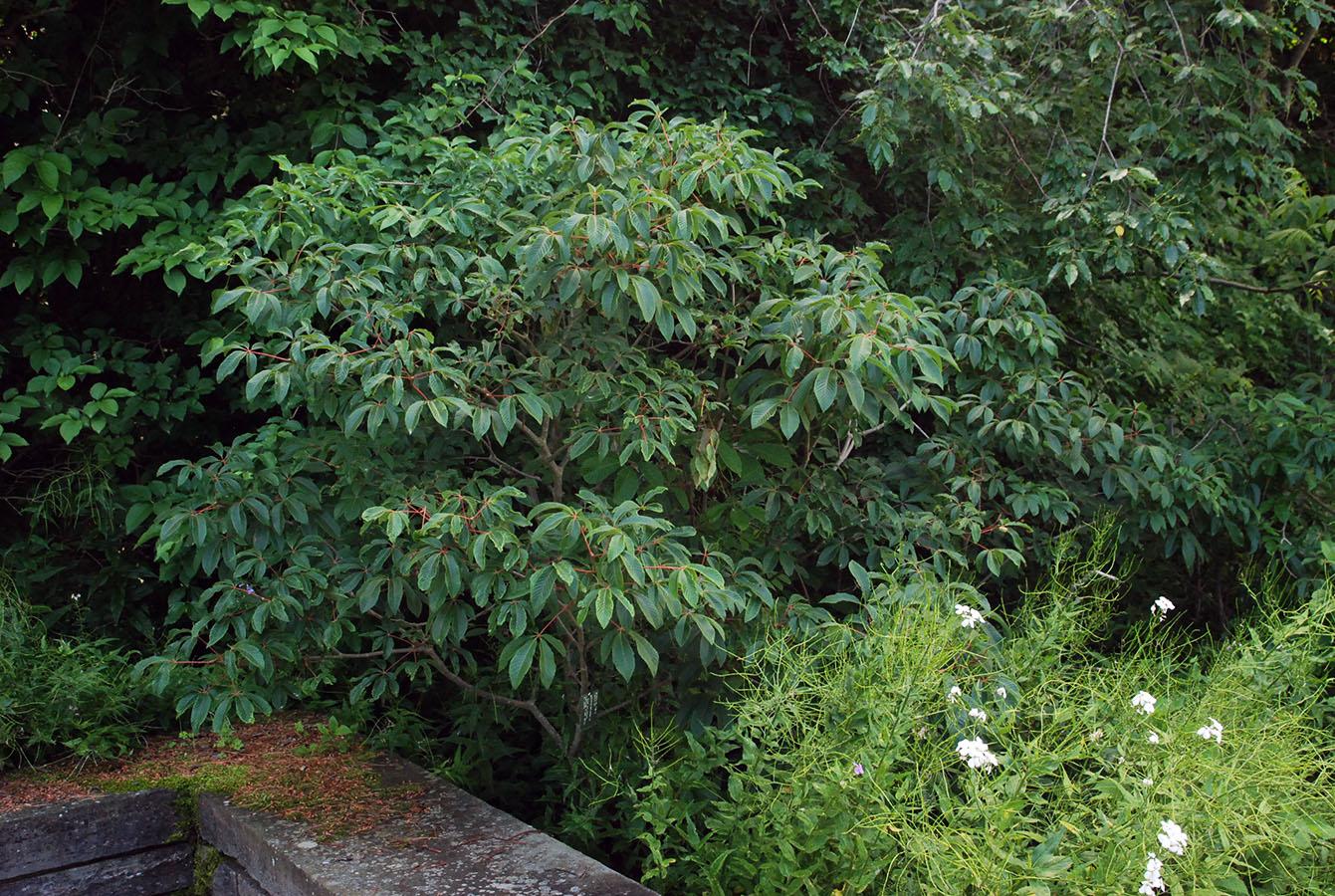 Aesculus Pavia - View 31 from www redcrocus com