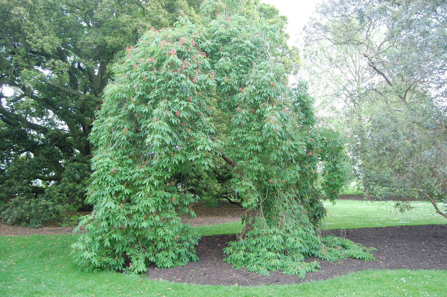 Aesculus Pavia - View 32 from www redcrocus com
