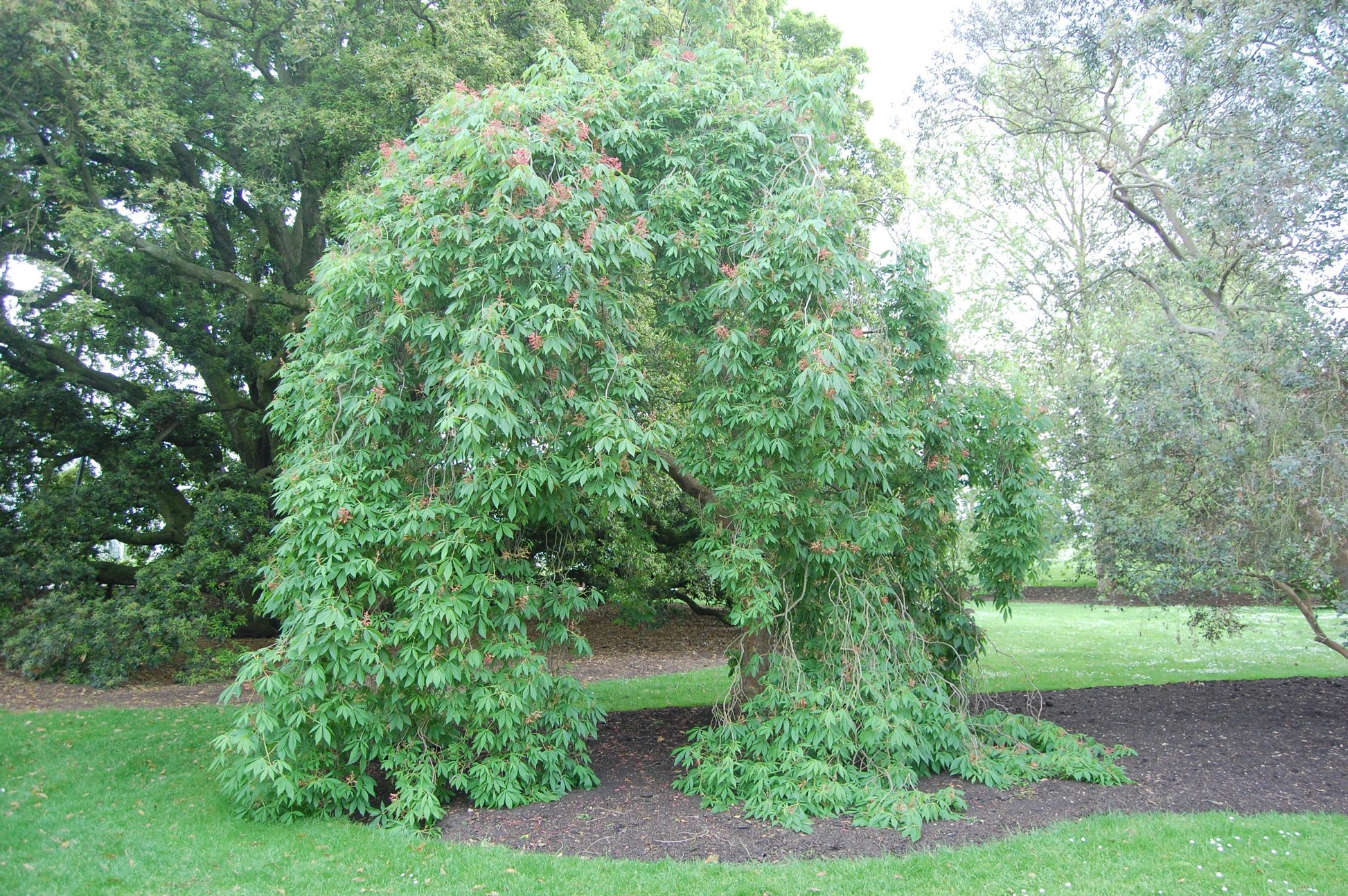 Aesculus Pavia - View 32 from www redcrocus com
