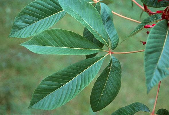 Aesculus Pavia - View 34 from www redcrocus com