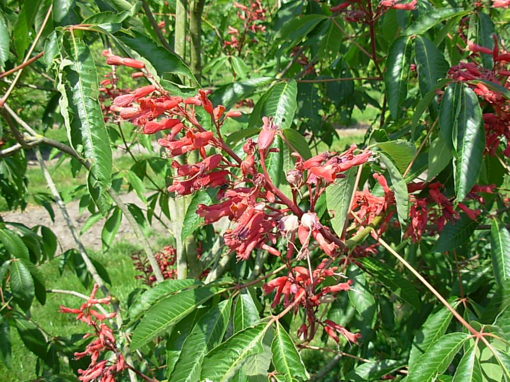 Aesculus Pavia - View 36 from www redcrocus com