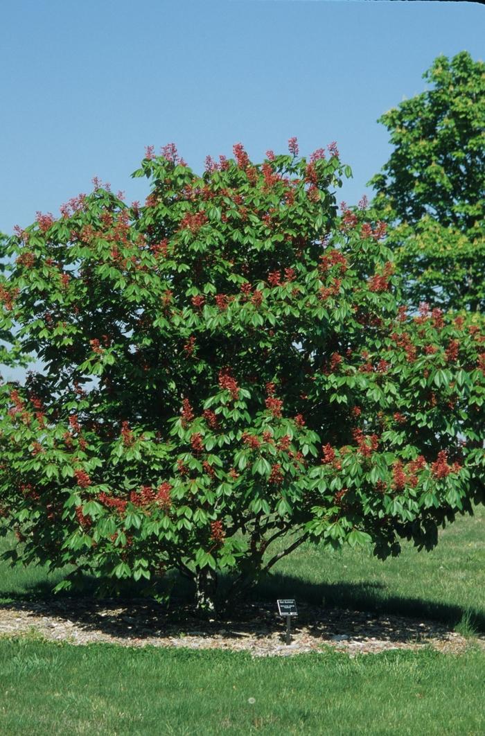 Aesculus Pavia - View 37 from www redcrocus com