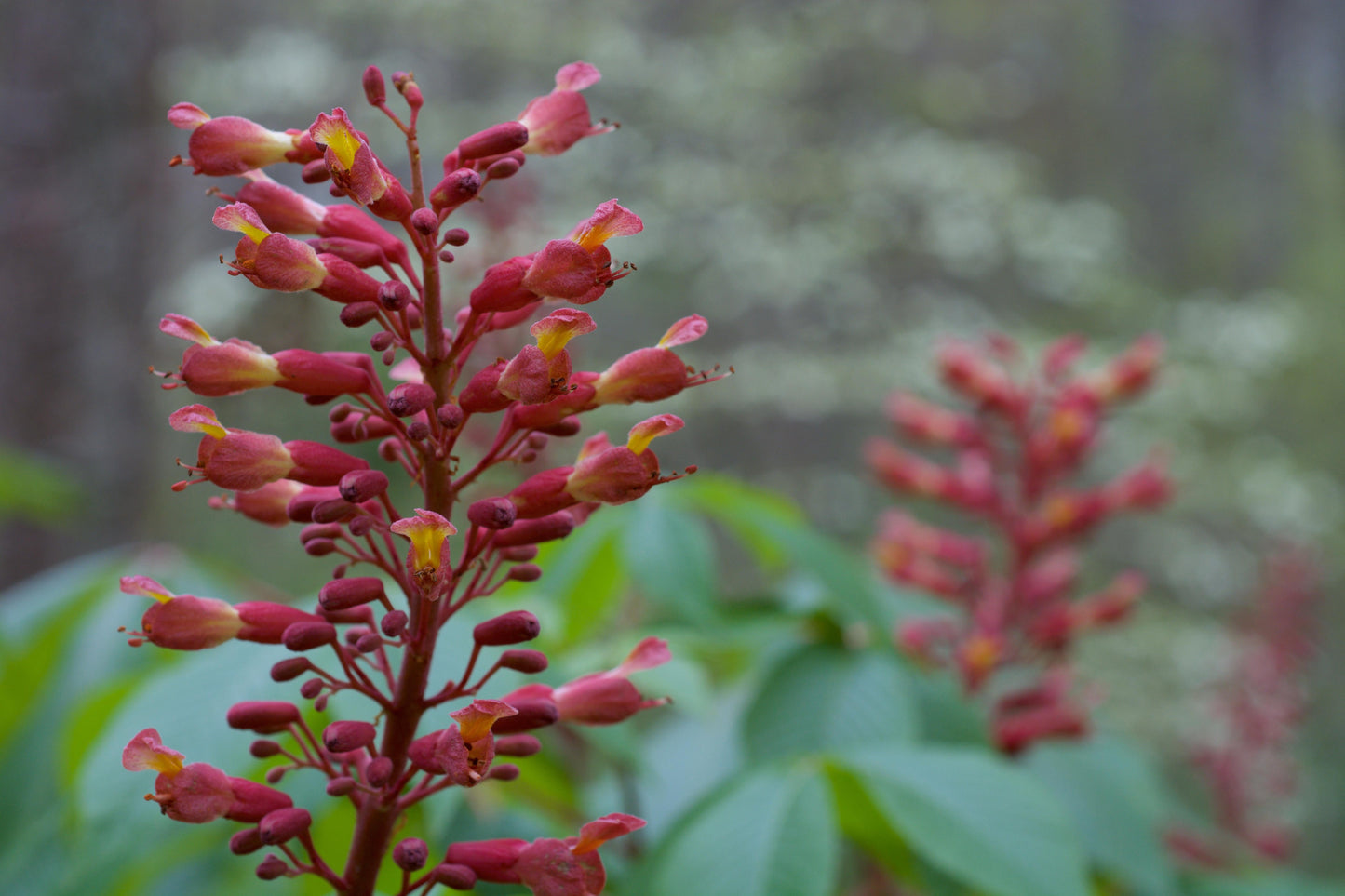 Aesculus Pavia - View 3 from www redcrocus com