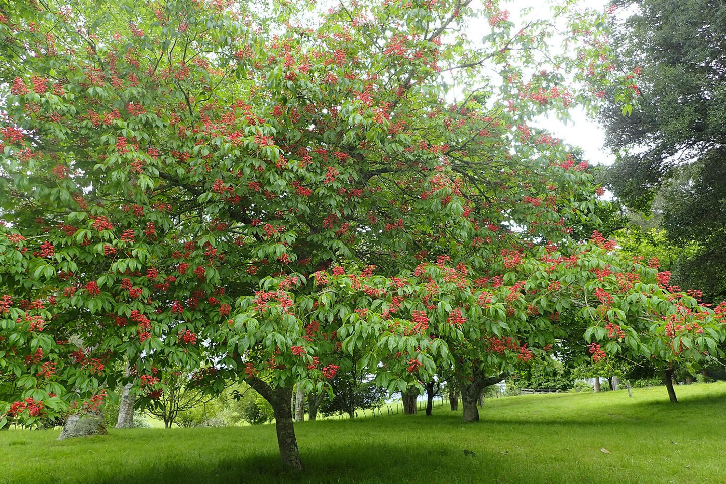 Aesculus Pavia - View 4 from www redcrocus com