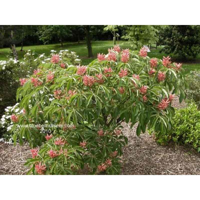 Aesculus Pavia - View 5 from www redcrocus com