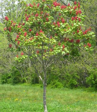 Aesculus Pavia - View 6 from www redcrocus com
