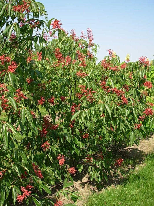 Aesculus Pavia - View 7 from www redcrocus com