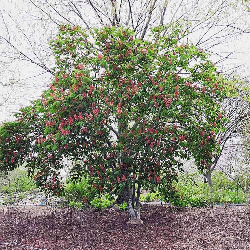 Aesculus Pavia - View 9 from www redcrocus com